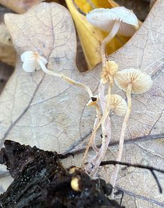 Penízovka Cookeova - Collybia cookei (Bres.) J.D. Arnold