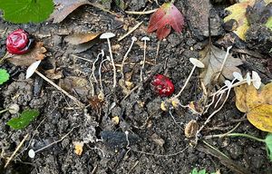 Penízovka Cookeova - Collybia cookei (Bres.) J.D. Arnold