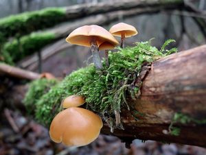 Klikni pro velký obrázek