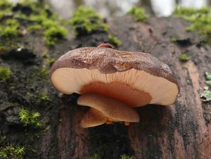 Klikni pro velký obrázek