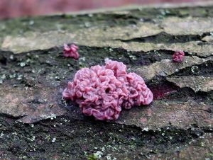 Klikni pro velký obrázek