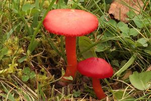 Voskovka šarlatová - Hygrocybe coccinea (Schaeff.) P. Kumm., 1871