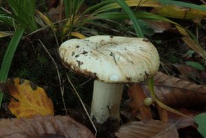 Čirůvka hořká - Tricholoma acerbum (Bull.) Vent.