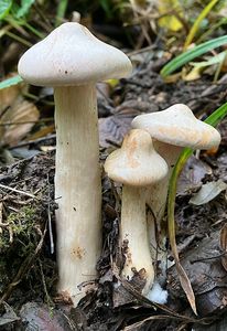 Strmělka veliká - Clitocybe geotropa (Bull.) Quél.