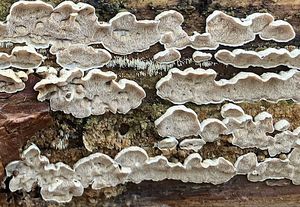 Kostrovka šedavá - Skeletocutis carneogrisea A. David 1982