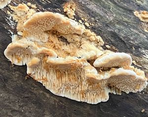 Outkovka topolová - Antrodia minuta Spirin