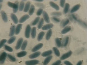 Outkovka topolová - Antrodia minuta Spirin