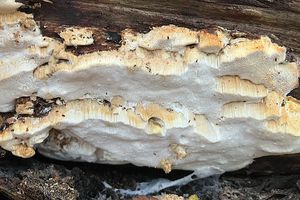 Outkovka polštářkovitá  - Antrodia pulvinascens (Pilát ex Pilát) Niemelä