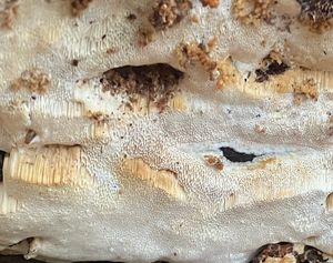 Outkovka polštářkovitá  - Antrodia pulvinascens (Pilát ex Pilát) Niemelä