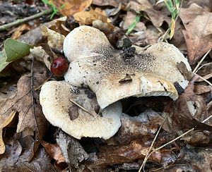 Čirůvka růžovotřenná - Tricholoma basirubens (Bon) A. Riva & Bon