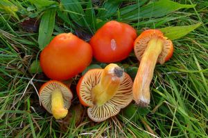 Klikni pro velký obrázek