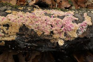 Klikni pro velký obrázek