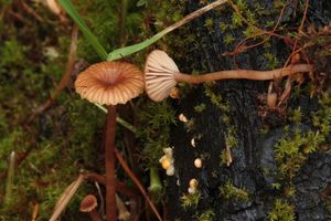 Kalichovka pánvičkovitá - Omphalina pyxidata (Bull.) Quél.