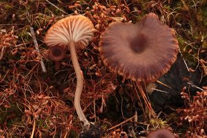 Kalichovka pánvičkovitá - Omphalina pyxidata (Bull.) Quél.