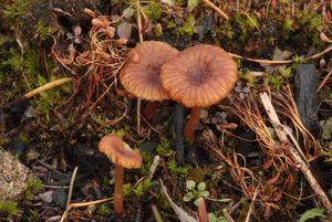 Kalichovka pánvičkovitá - Omphalina pyxidata (Bull.) Quél.