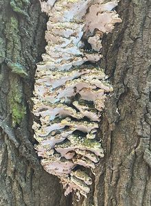 Ostropórka topolová - Oxyporus populinus (Schumach.) Donk