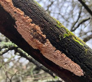 Pórnatka purpurová - Ceriporia purpurea (Fr.) Donk