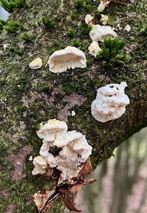 Outkovka listnáčová - Antrodia rene-hentic (Rivoire, Trichi?s & Vlasák) Melo & Ryvarden 2017