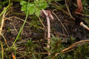 Pavučinec hezoučký - Cortinarius bibulus Quél. 1881