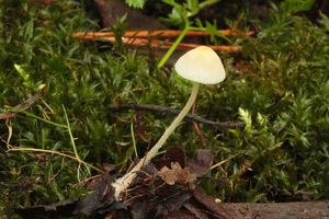 Helmovka žlutobřitá - Mycena citrinomarginata Gillet 1876