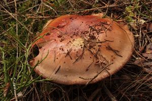 Klikni pro velký obrázek