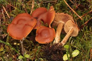 Pavučinec trsovitý - Cortinarius renidens Fr. 1838