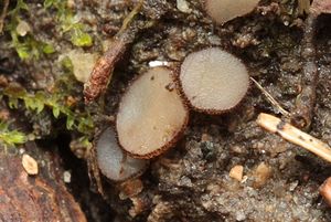 Bělokosmatka pospolitá - Trichophaea gregaria (Rehm.) Boud.