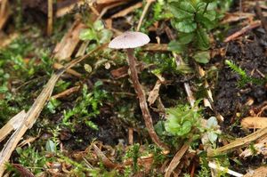 Pavučinec hezoučký - Cortinarius bibulus Quél. 1881