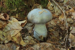 Pavučinec modrý - Cortinarius caerulescens (Schaeff.) Fr.