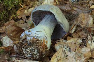 Pavučinec modrý - Cortinarius caerulescens