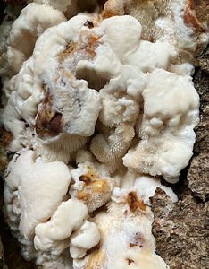 Šindelovník severský - Climacodon septentrionalis (Fr.) P. Karst.