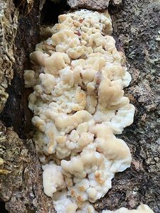 Šindelovník severský - Climacodon septentrionalis (Fr.) P. Karst.