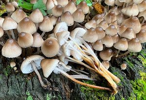 Helmovka leponohá - Mycena inclinata (Fr.) Quél. 1872