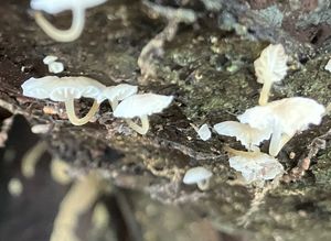 Helmovka bílá -  Phloeomana alba (Bres.) Kühner