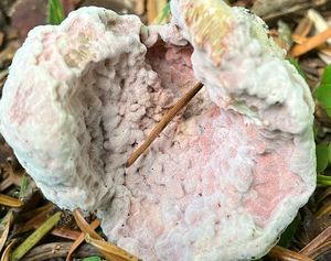 Nedohub průsvitný - Hypomyces hyalinus (Schwein.) Tul. & C. Tul.