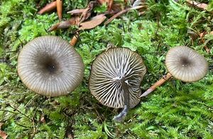 Kalichovka leptoniová - Omphalina epichysium (Pers.) Quél.