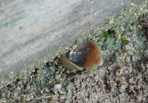 Řasnatka písečná - Peziza ammophila Durieu & Lév. 1848