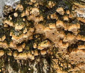 Pórnovitka drobnopórá - Schizopora flavipora Berk. & M.A. Curtis ex Cooke) Ryvarden 1985