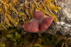 Pařezník fialovoplavý - Scytinotus violaceofulvus (Batsch) Courtec.