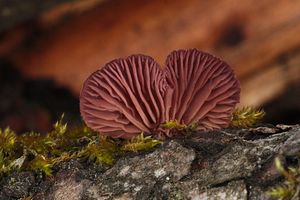 Pařezník fialovoplavý - Scytinotus violaceofulvus (Batsch) Courtec.