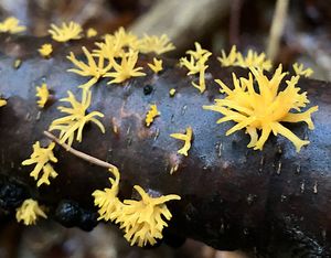 Krásnorůžek vidlený - Calocera furcata (Fr.) Fr. 1827