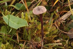 Penízovka kyjocystá - Pseudobaeospora pyrifera Bas & L.G.Krieglst.