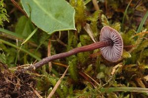 Penízovka kyjocystá - Pseudobaeospora pyrifera Bas & L.G.Krieglst.