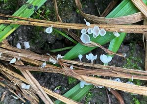 Číšoveček kápovitý - Calyptella capula (Holmsk.) Quél.