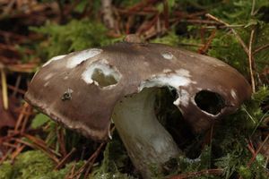 Klikni pro velký obrázek