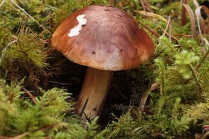 Klikni pro velký obrázek