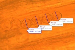 Řasnatka drsnoplodá - Plicaria trachycarpa (Curr.) Boud.