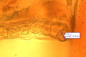 Řasnatka drsnoplodá - Plicaria trachycarpa (Curr.) Boud.