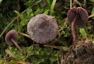 Penízovka kyjocystá - Pseudobaeospora pyrifera Bas & L.G.Krieglst.