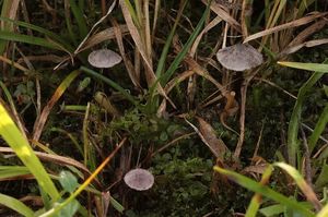 Penízovka kyjocystá - Pseudobaeospora pyrifera Bas & L.G.Krieglst.